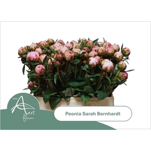 PAEO L SARA BERNHARD