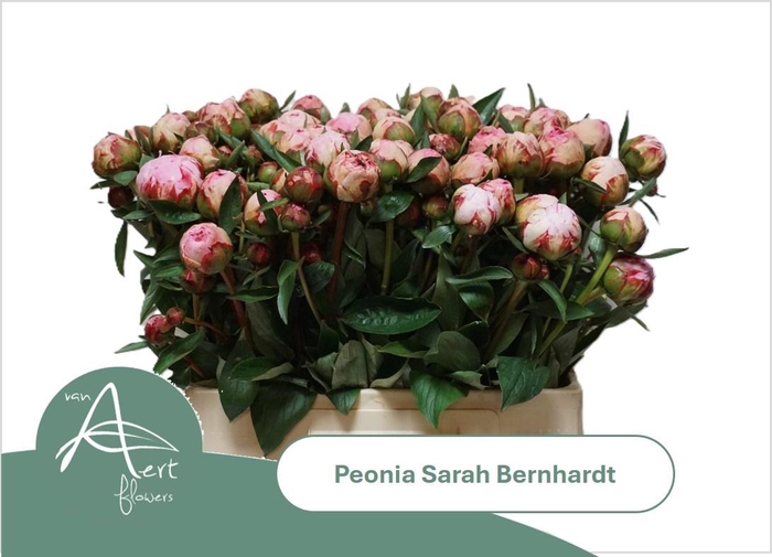 <h4>PAEO L SARA BERNHARD</h4>