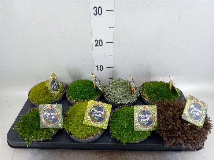 <h4>Rotsplanten   ...mix   [Rock plant]</h4>