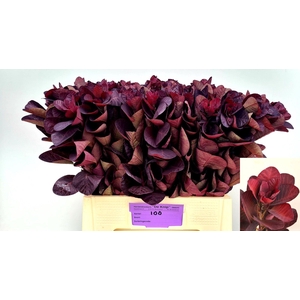Coti C Royal Purple