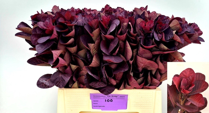 <h4>Coti C Royal Purple</h4>