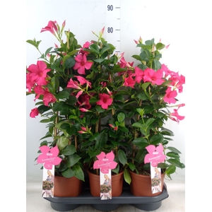 Mandevilla sand. 'SumStar Pink'