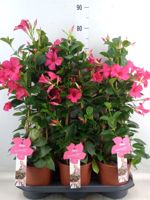 <h4>Mandevilla sand. 'SumStar Pink'</h4>