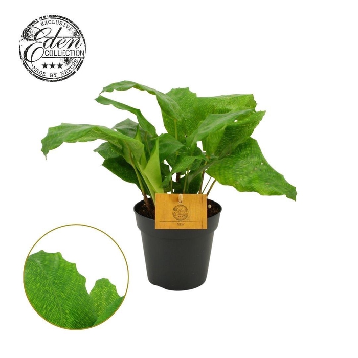 <h4>Calathea musaica Network 12cm</h4>