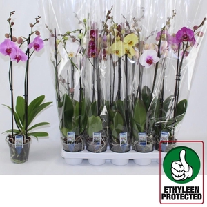 PHAL GEM 6 KL