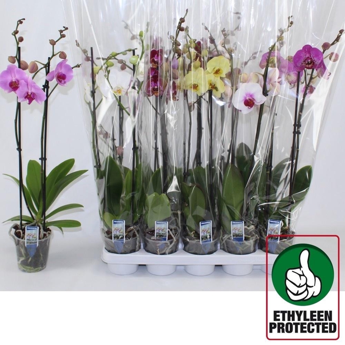 <h4>PHAL GEM 6 KL</h4>