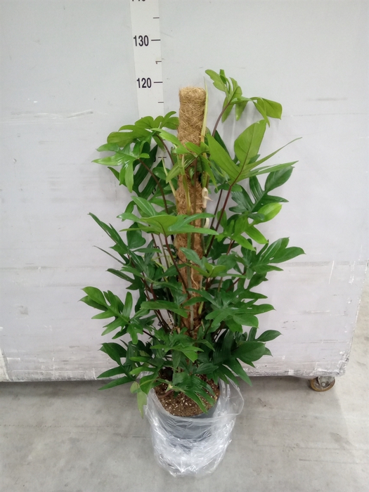 <h4>Philodendron pedatum</h4>