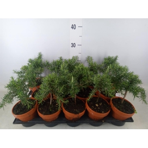 Rosmarinus officinalis 'Prostratus'