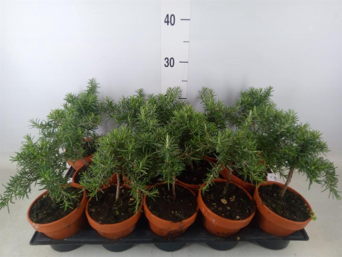 <h4>Rosmarinus officinalis 'Prostratus'</h4>