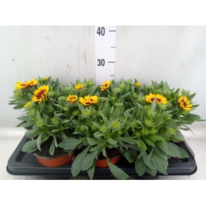 Gaillardia   ...