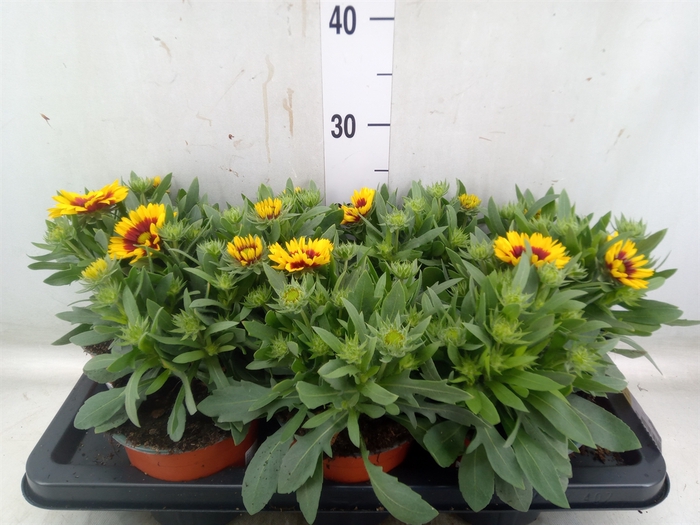 <h4>Gaillardia   ...</h4>