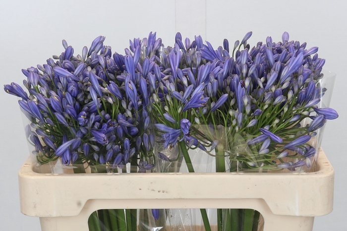 <h4>Agapanthus Blue Heaven</h4>
