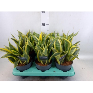 Sansevieria trifa.   ...