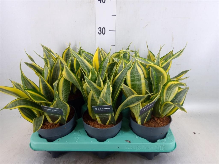 <h4>Sansevieria trifa.   ...</h4>