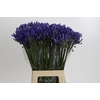 Agapanthus EYFORI Blue