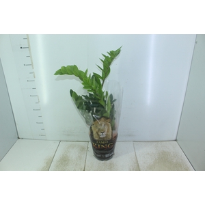 ZAMIOCULCAS P17