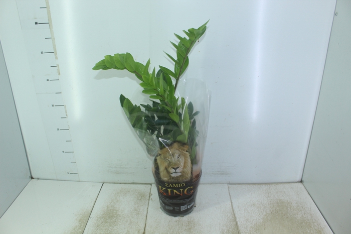 <h4>ZAMIOCULCAS P17</h4>