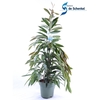 Ficus Binnendijkii Amstel King
