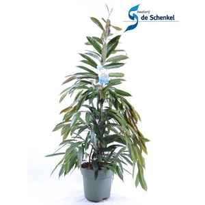 Ficus Binnendijkii Amstel King