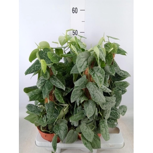 Scindapsus pictus 'Silvery Ann'