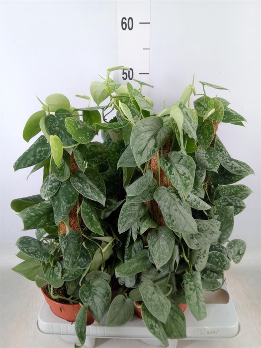 <h4>Scindapsus pictus 'Silvery Ann'</h4>