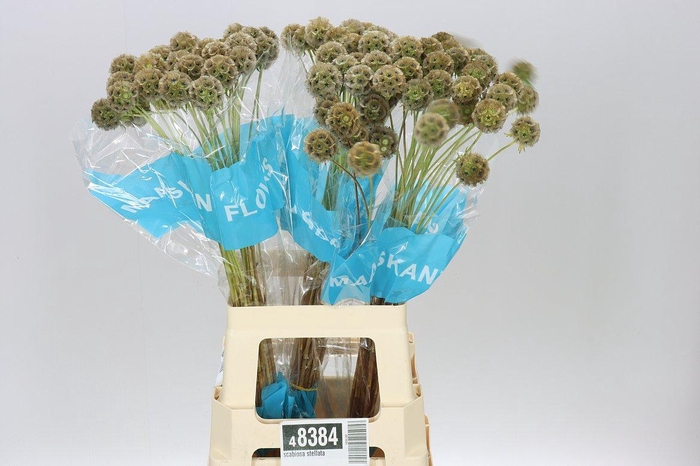 <h4>Scabiosa Stellata</h4>