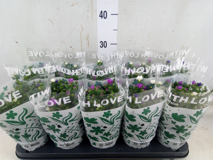 <h4>Aster n-b   ...</h4>