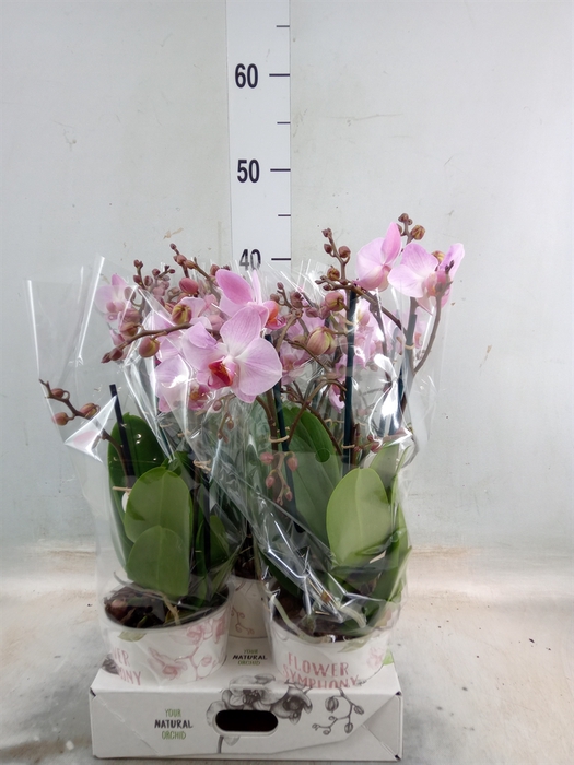 <h4>Phalaenopsis multi. 'Ant Antwerp'</h4>