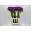 Allium Gladiator