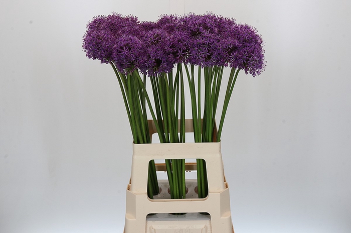 <h4>Allium Gladiator</h4>