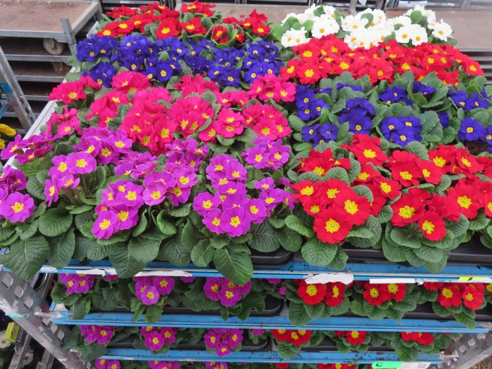 <h4>PRIM AC MIXK</h4>