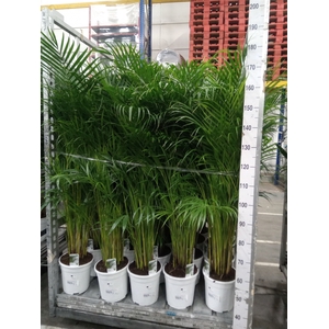 Dypsis lutescens   ...Chrysalidoca