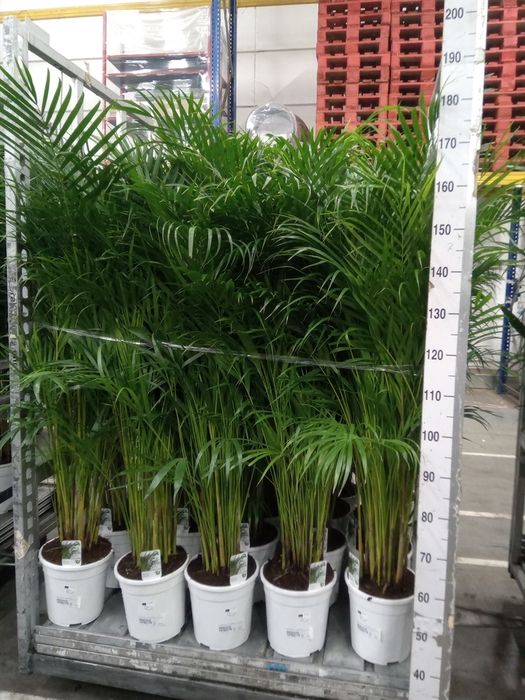 <h4>Dypsis lutescens   ...Chrysalidoca</h4>