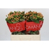 Hypericum Mellow Romance