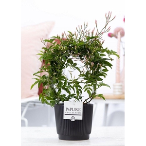Jasminum Poly. ( 200+ knop) in P&PURE Liv ceramics matt black