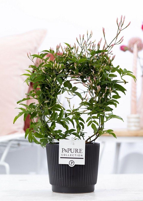 <h4>Jasminum Poly. ( 200+ knop) in P&PURE Liv ceramics matt black</h4>