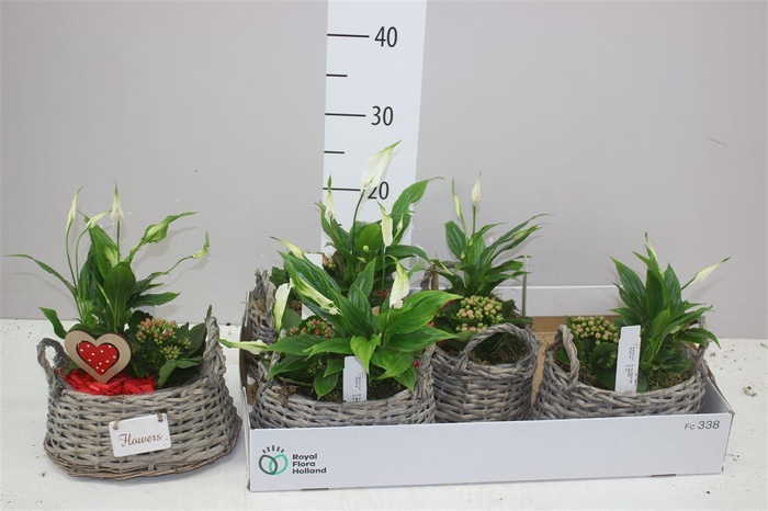 <h4>Arr Kamerplanten In Rieten Mand Met Oren</h4>