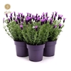 Lavandula Anouk