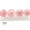 Dried Bleached Dandelion Pink