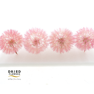 Dried Bleached Dandelion Pink