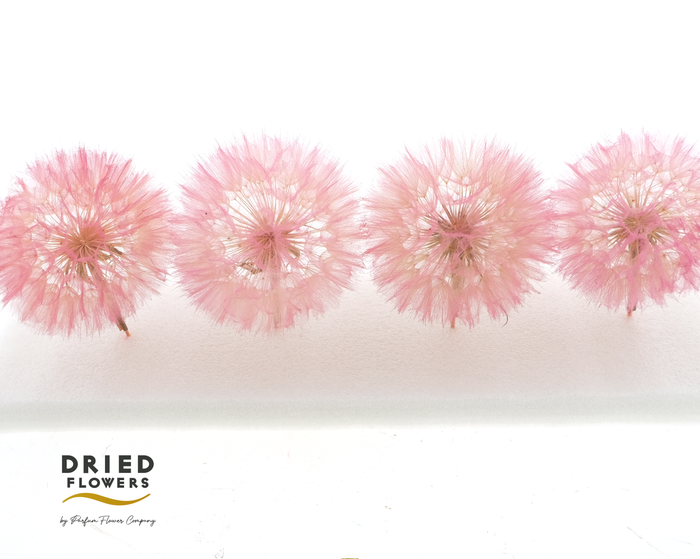 <h4>Dried Bleached Dandelion Pink</h4>