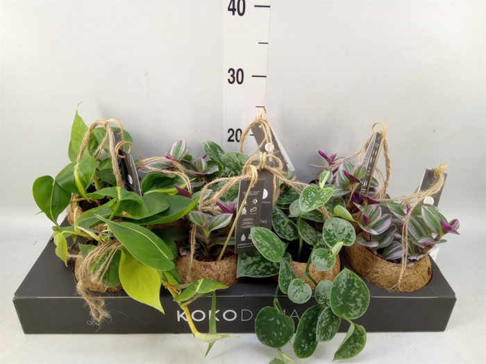 <h4>Planten Groen   ...mix  4</h4>