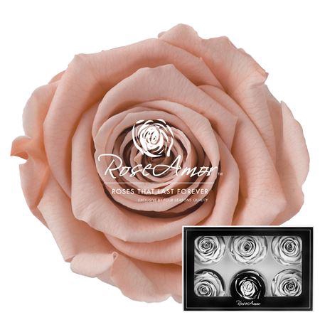 <h4>Lplus Pea01</h4>