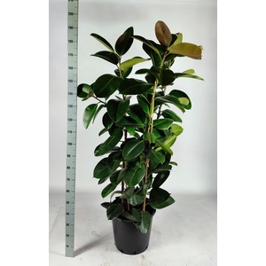 FIC EL ROBUSTA
