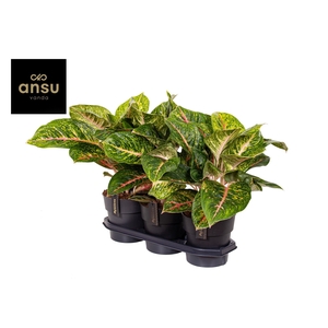 Aglaonema Spring Red