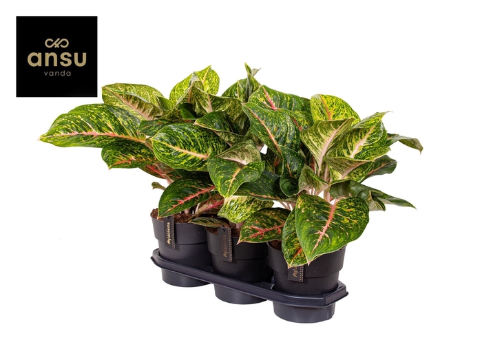 <h4>Aglaonema Spring Red</h4>