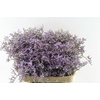 Lim Saf Lilac 40 Gram