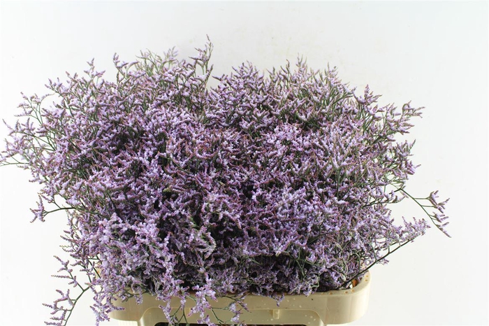 Lim Saf Lilac 40 Gram