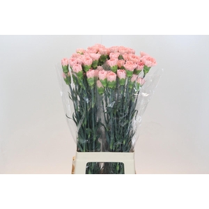 Dianthus St Sarah Pink