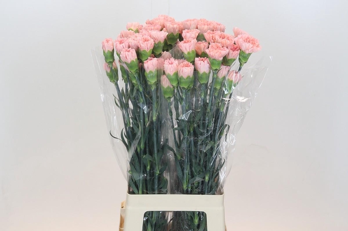 <h4>Dianthus St Sarah Pink</h4>